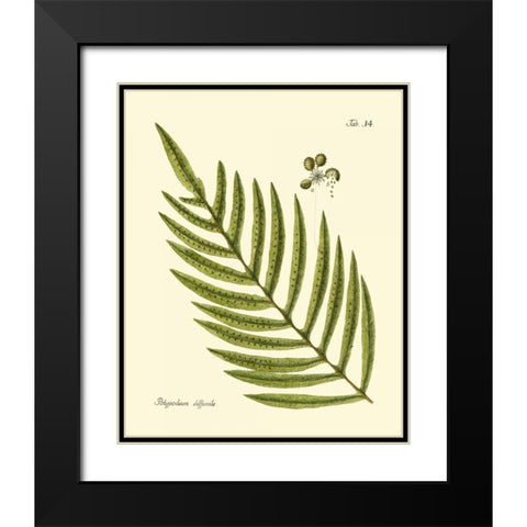 Antique Fern I Black Modern Wood Framed Art Print with Double Matting by Vision Studio