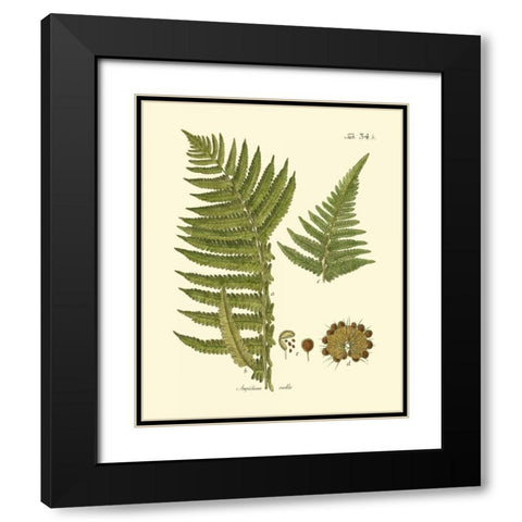Antique Fern III Black Modern Wood Framed Art Print with Double Matting by Vision Studio