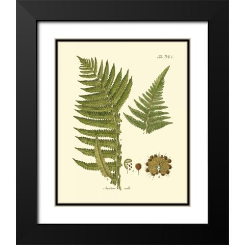 Antique Fern III Black Modern Wood Framed Art Print with Double Matting by Vision Studio