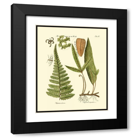 Antique Fern IV Black Modern Wood Framed Art Print with Double Matting by Vision Studio