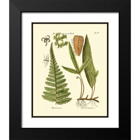 Antique Fern IV Black Modern Wood Framed Art Print with Double Matting by Vision Studio