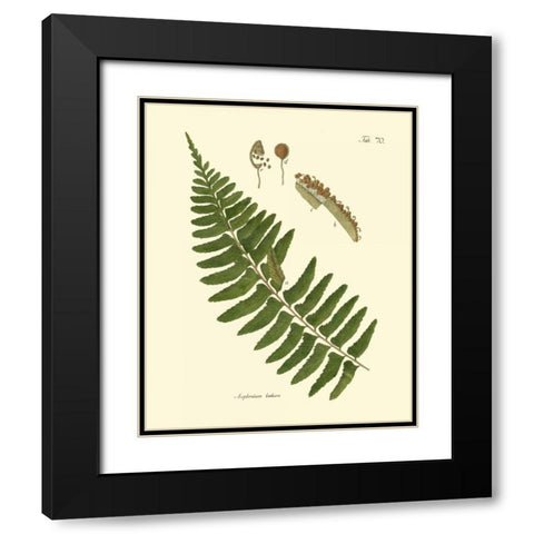 Antique Fern V Black Modern Wood Framed Art Print with Double Matting by Vision Studio
