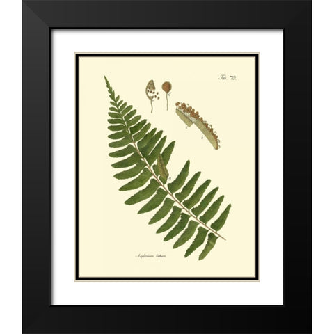 Antique Fern V Black Modern Wood Framed Art Print with Double Matting by Vision Studio