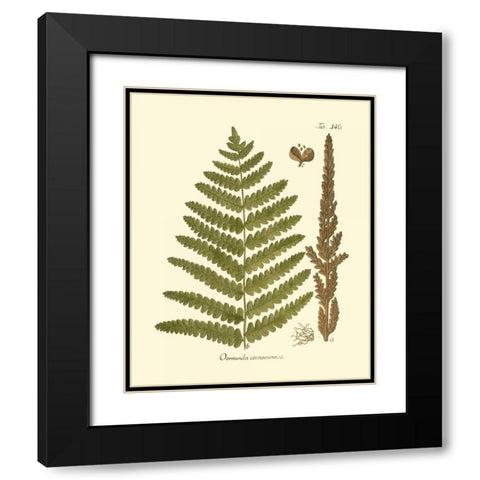 Antique Fern VI Black Modern Wood Framed Art Print with Double Matting by Vision Studio