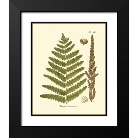 Antique Fern VI Black Modern Wood Framed Art Print with Double Matting by Vision Studio