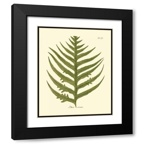 Antique Fern VIII Black Modern Wood Framed Art Print with Double Matting by Vision Studio