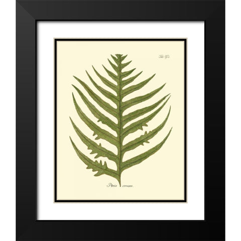 Antique Fern VIII Black Modern Wood Framed Art Print with Double Matting by Vision Studio