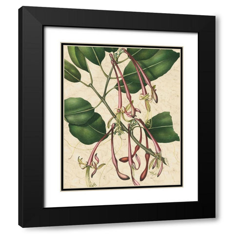Botanic Beauty I Black Modern Wood Framed Art Print with Double Matting by Vision Studio