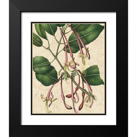 Botanic Beauty I Black Modern Wood Framed Art Print with Double Matting by Vision Studio
