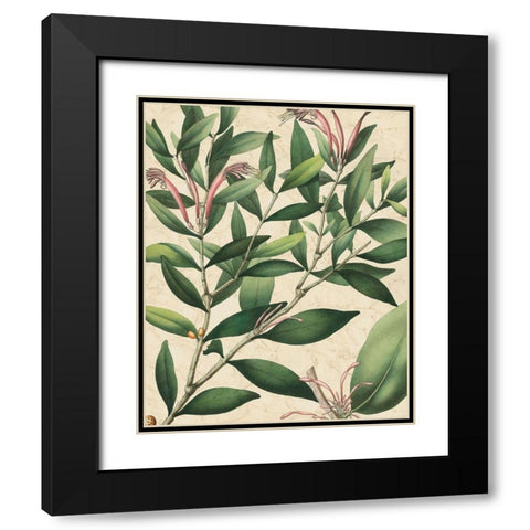 Botanic Beauty II Black Modern Wood Framed Art Print with Double Matting by Vision Studio