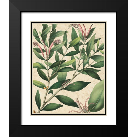 Botanic Beauty II Black Modern Wood Framed Art Print with Double Matting by Vision Studio
