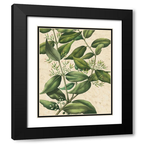 Botanic Beauty III Black Modern Wood Framed Art Print with Double Matting by Vision Studio