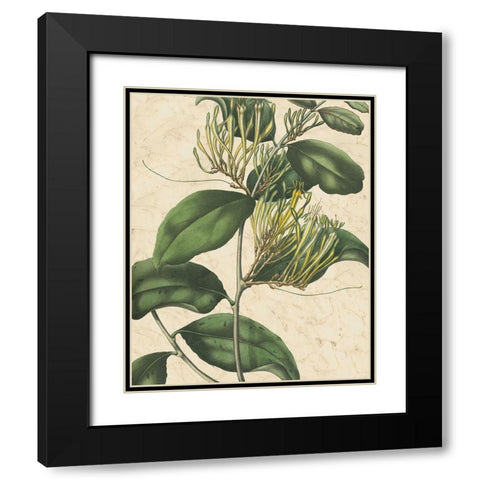 Botanic Beauty IV Black Modern Wood Framed Art Print with Double Matting by Vision Studio