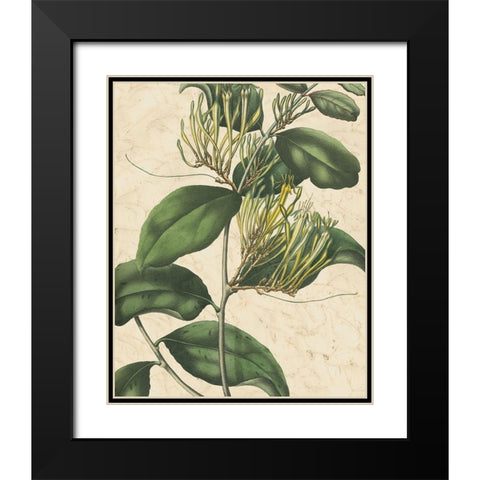 Botanic Beauty IV Black Modern Wood Framed Art Print with Double Matting by Vision Studio