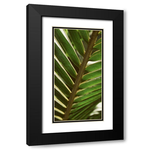 Patterned Nature IV Black Modern Wood Framed Art Print with Double Matting by Vision Studio