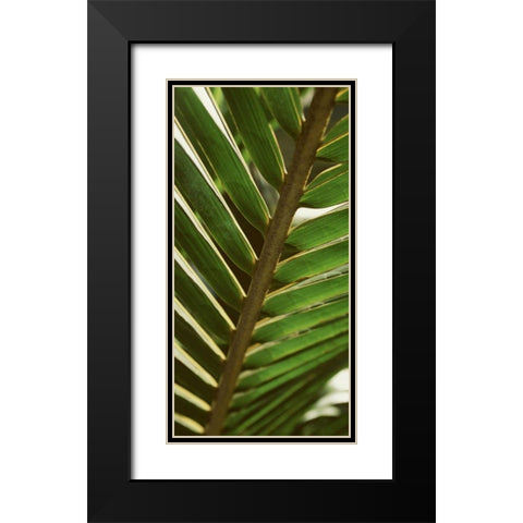 Patterned Nature IV Black Modern Wood Framed Art Print with Double Matting by Vision Studio