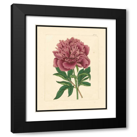 Evas Garden I Black Modern Wood Framed Art Print with Double Matting by Vision Studio