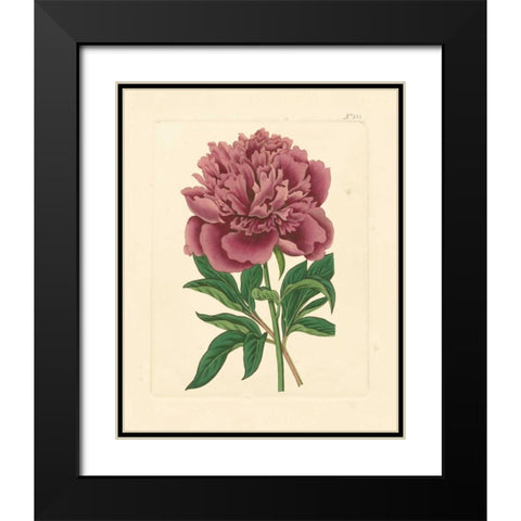 Evas Garden I Black Modern Wood Framed Art Print with Double Matting by Vision Studio