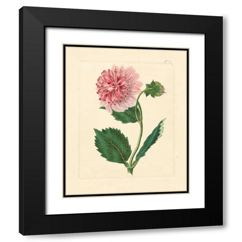 Evas Garden II Black Modern Wood Framed Art Print with Double Matting by Vision Studio