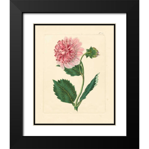 Evas Garden II Black Modern Wood Framed Art Print with Double Matting by Vision Studio