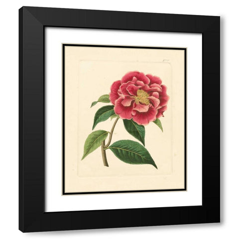 Evas Garden III Black Modern Wood Framed Art Print with Double Matting by Vision Studio