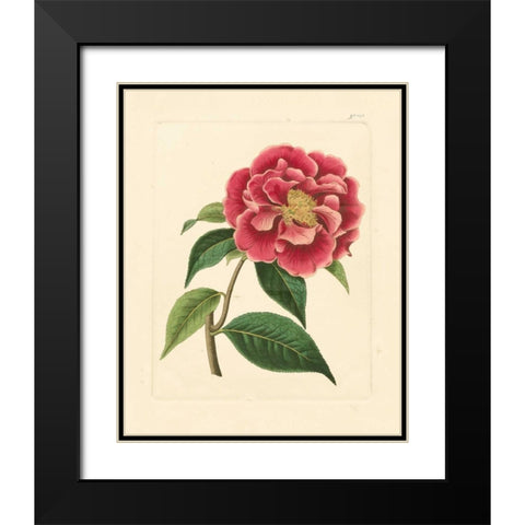 Evas Garden III Black Modern Wood Framed Art Print with Double Matting by Vision Studio
