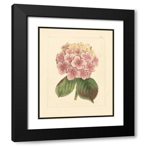 Evas Garden IV Black Modern Wood Framed Art Print with Double Matting by Vision Studio