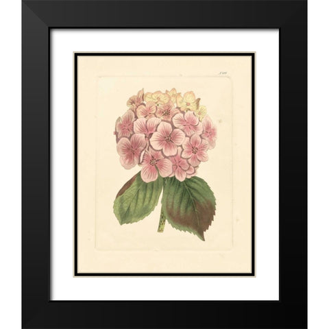 Evas Garden IV Black Modern Wood Framed Art Print with Double Matting by Vision Studio