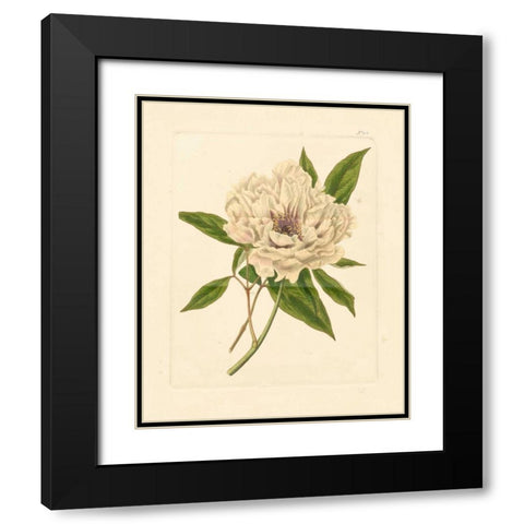 Evas Garden V Black Modern Wood Framed Art Print with Double Matting by Vision Studio