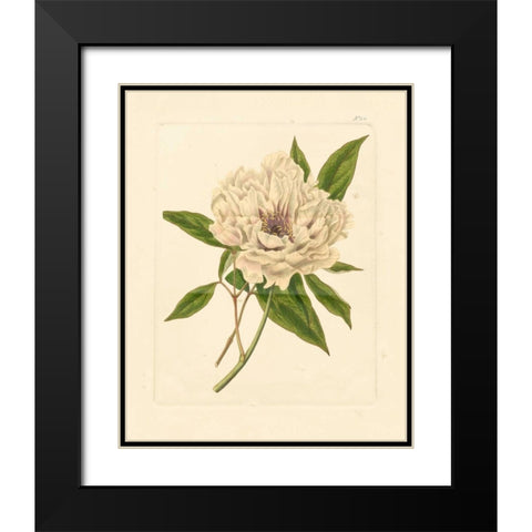Evas Garden V Black Modern Wood Framed Art Print with Double Matting by Vision Studio