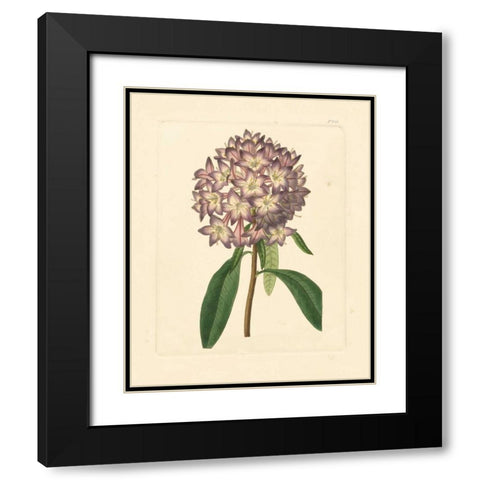 Evas Garden VI Black Modern Wood Framed Art Print with Double Matting by Vision Studio