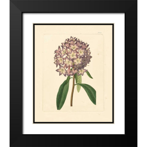 Evas Garden VI Black Modern Wood Framed Art Print with Double Matting by Vision Studio