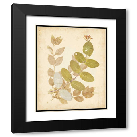 Natures Collage II Black Modern Wood Framed Art Print with Double Matting by Vision Studio