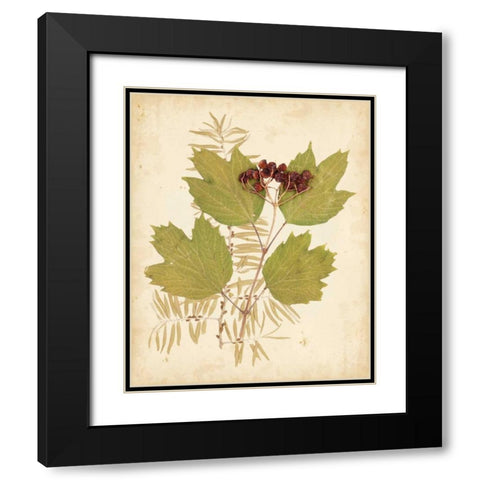 Natures Collage IV Black Modern Wood Framed Art Print with Double Matting by Vision Studio