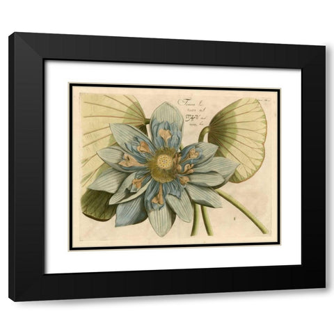 Blue Lotus Flower I Black Modern Wood Framed Art Print with Double Matting by Vision Studio