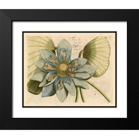 Blue Lotus Flower I Black Modern Wood Framed Art Print with Double Matting by Vision Studio