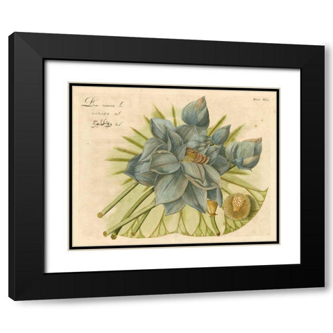 Blue Lotus Flower II Black Modern Wood Framed Art Print with Double Matting by Vision Studio