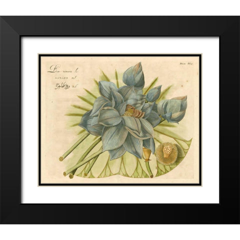 Blue Lotus Flower II Black Modern Wood Framed Art Print with Double Matting by Vision Studio