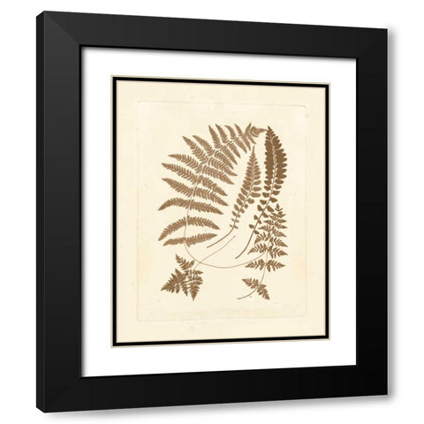 Sepia Ferns II Black Modern Wood Framed Art Print with Double Matting by Vision Studio
