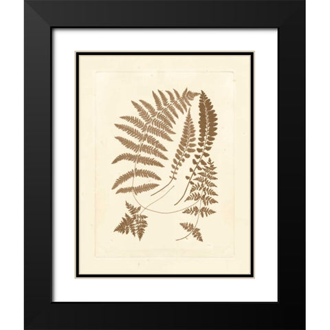 Sepia Ferns II Black Modern Wood Framed Art Print with Double Matting by Vision Studio