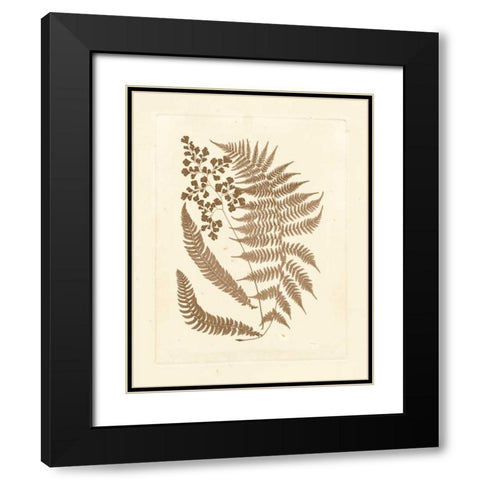 Sepia Ferns III Black Modern Wood Framed Art Print with Double Matting by Vision Studio