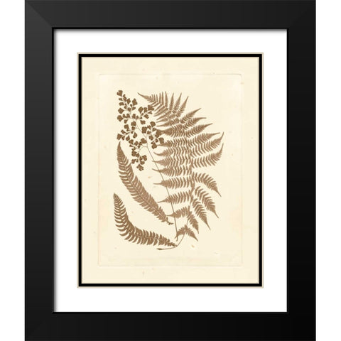 Sepia Ferns III Black Modern Wood Framed Art Print with Double Matting by Vision Studio