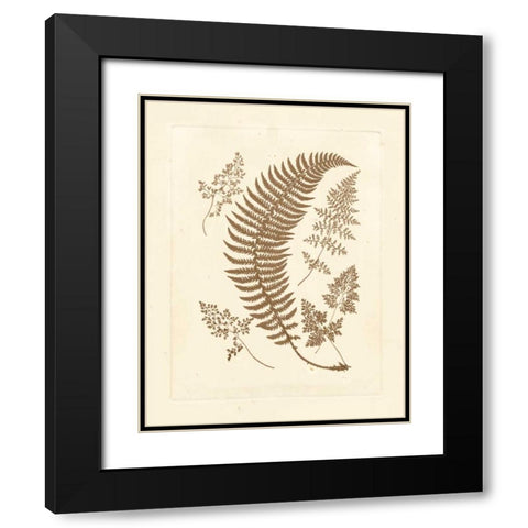 Sepia Ferns IV Black Modern Wood Framed Art Print with Double Matting by Vision Studio