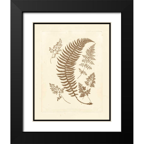 Sepia Ferns IV Black Modern Wood Framed Art Print with Double Matting by Vision Studio
