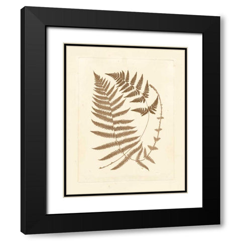 Sepia Ferns V Black Modern Wood Framed Art Print with Double Matting by Vision Studio