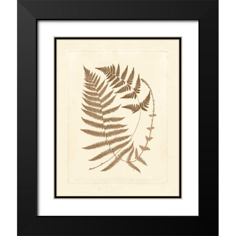 Sepia Ferns V Black Modern Wood Framed Art Print with Double Matting by Vision Studio