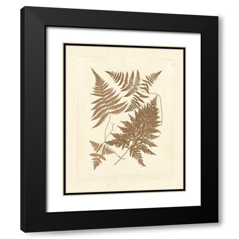 Sepia Ferns VI Black Modern Wood Framed Art Print with Double Matting by Vision Studio
