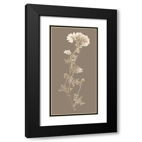 Taupe Nature Study I Black Modern Wood Framed Art Print with Double Matting by Vision Studio