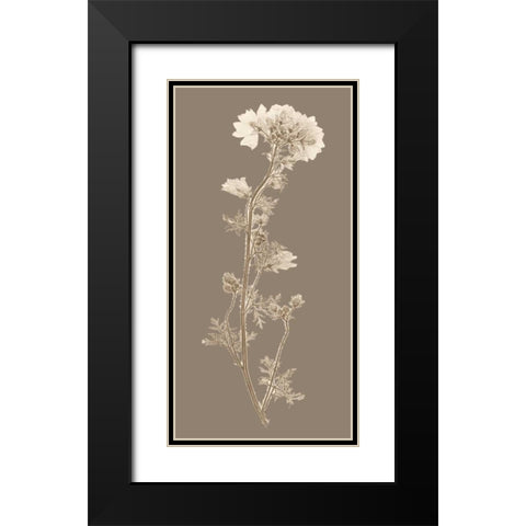 Taupe Nature Study I Black Modern Wood Framed Art Print with Double Matting by Vision Studio