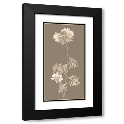 Taupe Nature Study II Black Modern Wood Framed Art Print with Double Matting by Vision Studio